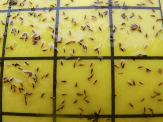 Bugs for Bugs Yellow Sticky Traps