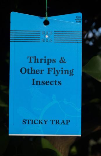Blue Sticky Traps