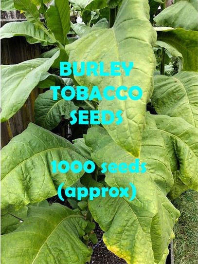 Tobacco Seeds Burley 1000pk