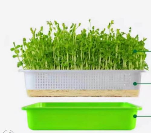 Microgreen Tray