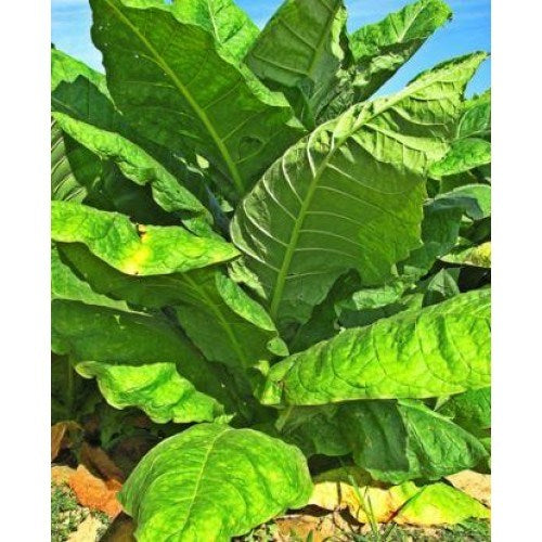 Tobacco Seed x 1000