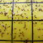 Bugs for Bugs Yellow Sticky Traps