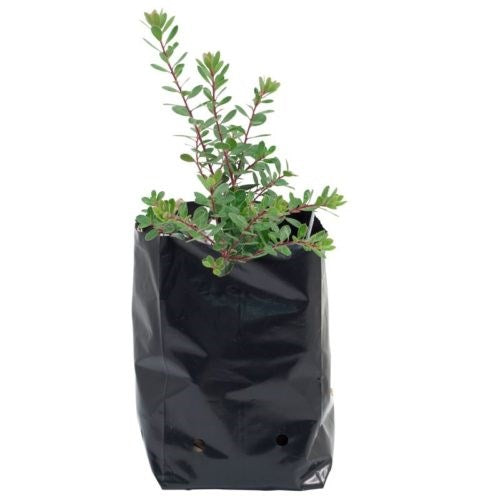 PLANTER BAG 60